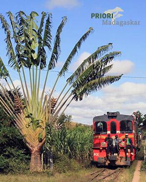 Ravenala Baum des Reisenden Madagaskar PRIORI Eisenbahn