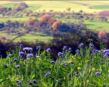 Raus aufs Land – Ich bin so müde von der Stadt