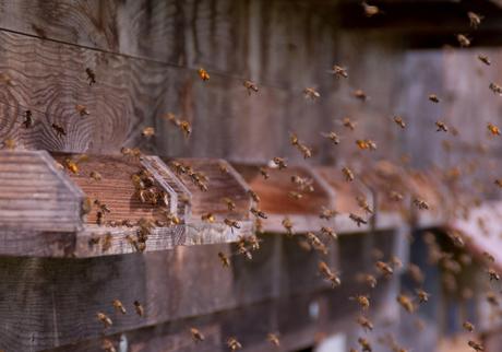 Bienen beim Anflug ins Bienenhaus, fotografiert von Romana Huber