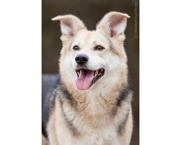 Chester und Janosch suchen ein Heim