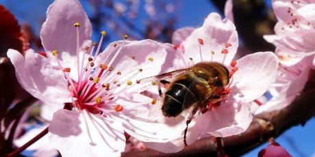 die Sache mit den Bienen und Blumen