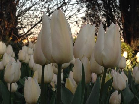 Schriftsprachlich hießen die Tulpen auf Türkischen wie im Persischen lalé.