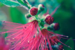 callistemon laevis; prettyvenditti.jetzt