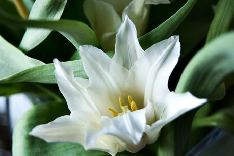 geöffnete weiße Tulpe mit spitzen Blättern { by it's me! }