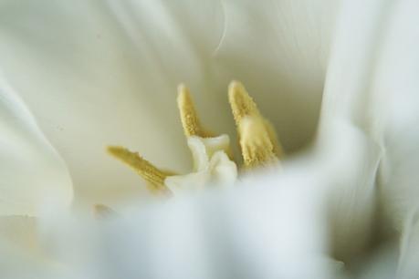 Stempel einer weißen Tulpe mit spitzen Blättern { by it's me! }