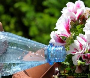Abgestandenes-Mineralwasser als Gießwasser