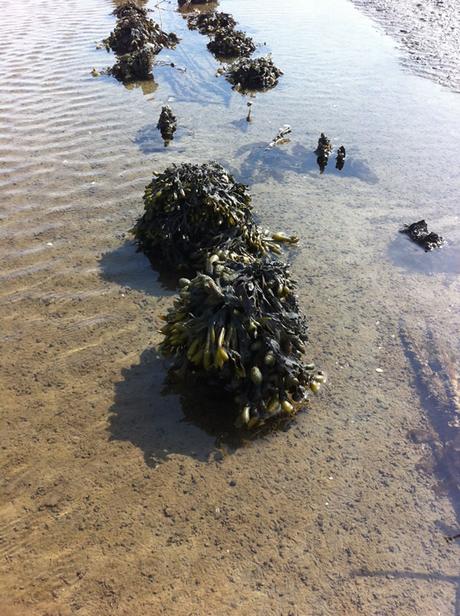 Welche Fülle: frische Algen an der Nordsee-Küste