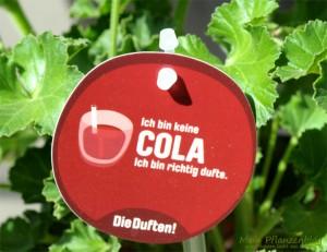Duftgeranie-Cola