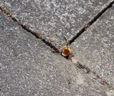 Kräuter- und Heilpflanzengarten