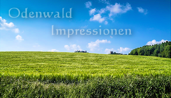 Odenwald Impressionen | Die Farbe Grün.