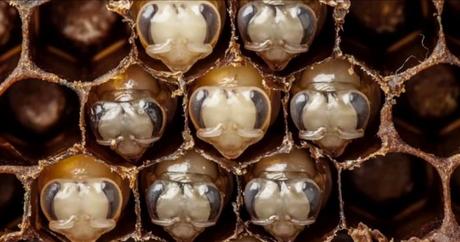 Wunder der Natur – Die Entstehung einer Biene in 21 Tagen