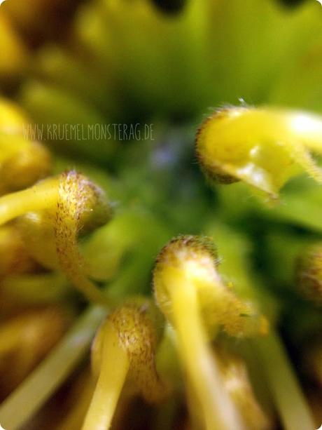 gelbe Protea (02)