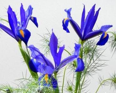 Iris und Jungfrau