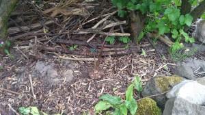 Typhonium venosum darf im Garten herumstinken (und wachsen)