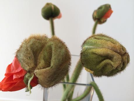 Kindheitserinnerung: Roter Klatschmohn