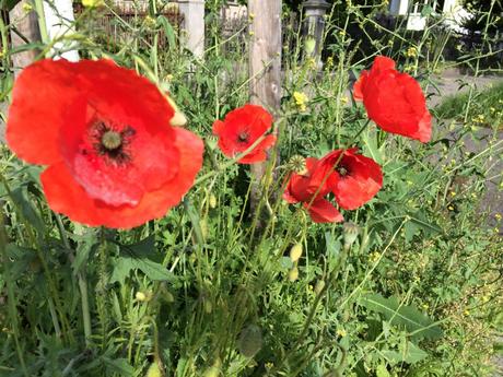 Kindheitserinnerung: Roter Klatschmohn