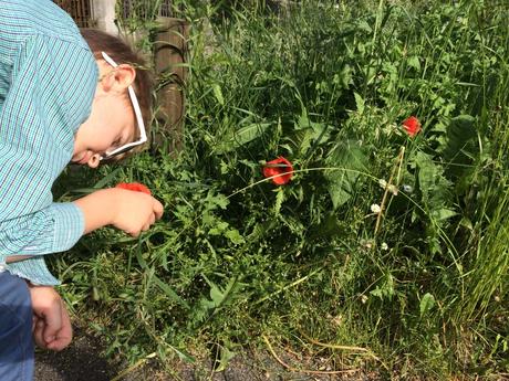 Kindheitserinnerung: Roter Klatschmohn