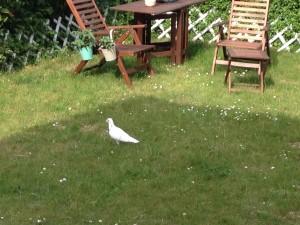 eine weisse Taube hatte sich in unseren Garten verirrt