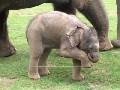 Video: Baby-Elefant