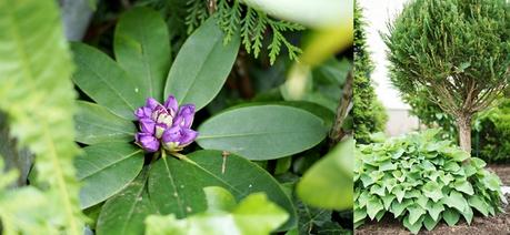 Collage von Rhododendron, Thuja und Funkie {by it's me! }