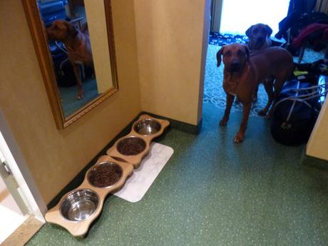 Zwei Hundefressplätze sind vorbereitet